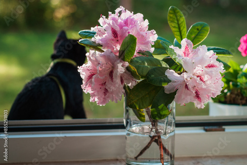 little black cat in the sunny summer light against the background of a rhododendron flower