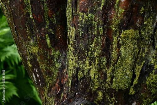 Foto green moss on tree bark dark