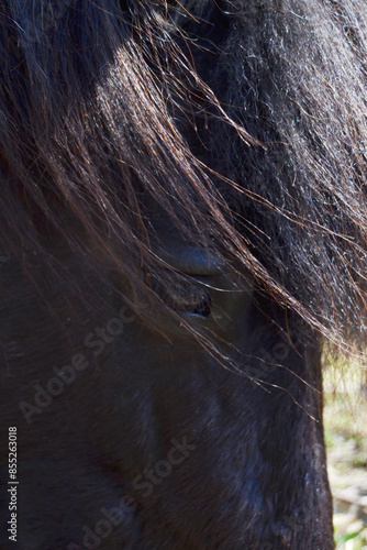 horse in its natural habitat grazing