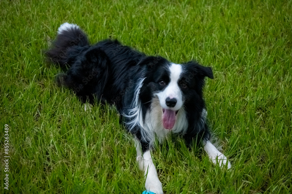 Border Collie Resting Border Collie Resting
