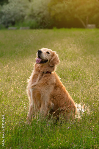 Golden Retriever Sitting in Sunny Field