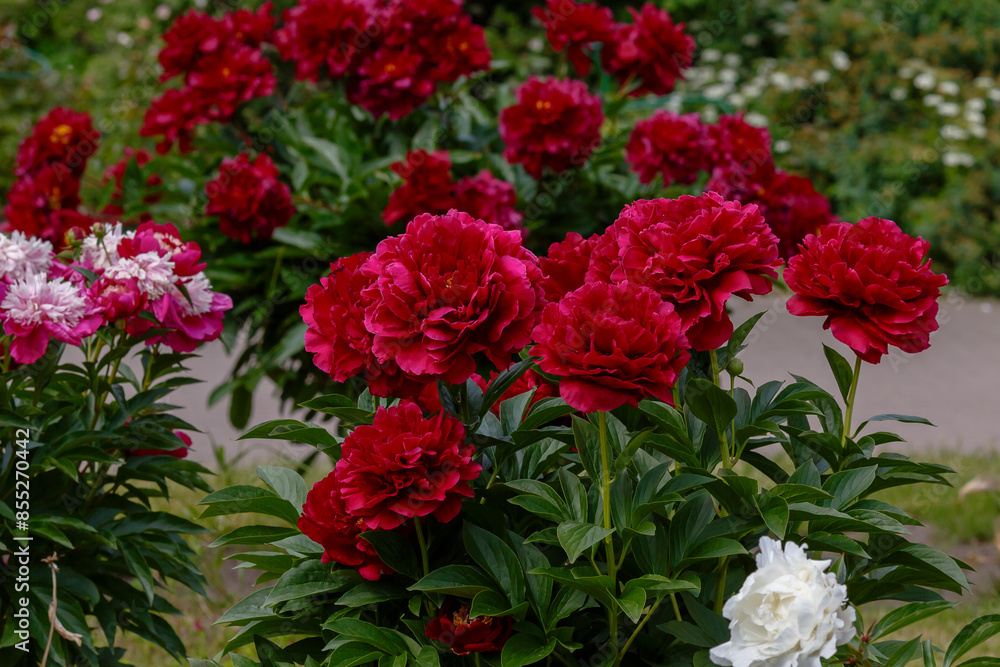 Paeonia Old Faithful in spring garden. Growing peonies in the garden Paeonia Old Faithful in spring garden. Growing peonies in the garden