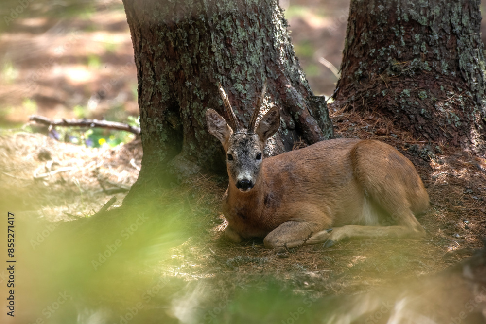 Male roe deer or roe buck with summer fur (Capreolus capreolus) resting under a tree in the thick of a pine forest. Alps, Italy