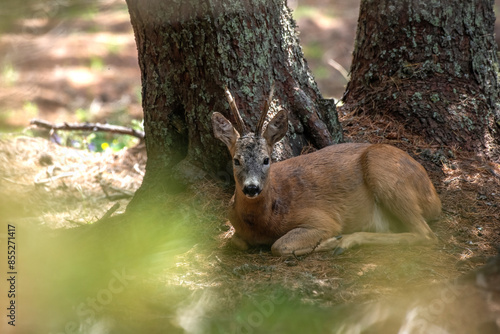 Obraz na płótnie Male roe deer or roe buck with summer fur (Capreolus capreolus) resting under a tree in the thick of a pine forest. Alps, Italy w salonie