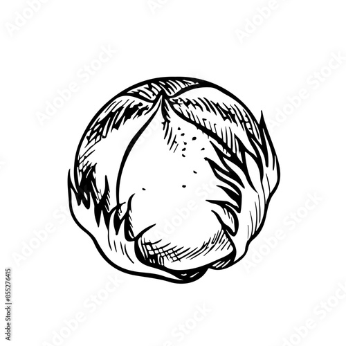 The cotton is organic. Unripe, unopened cotton. Black and white, graphic, vector illustration in the form of a cotton box, emphasizing botanical features. Isolate, hand-drawn on a white background.