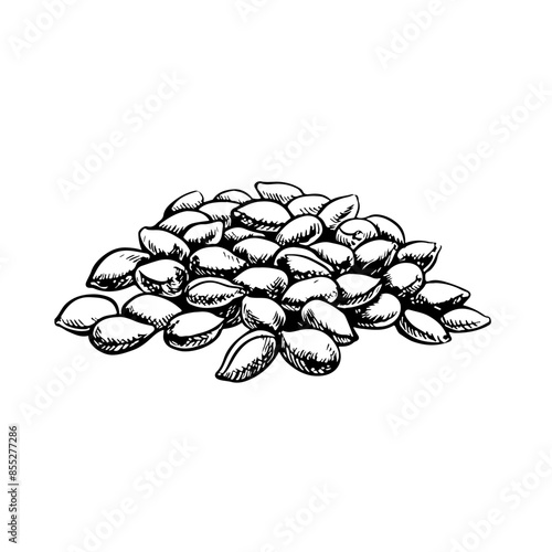 Cotton seeds. A black-and-white, detailed, graphic, vector illustration in the form of a handful of seeds, emphasizing botanical features. Isolate, hand-drawn on a white background.