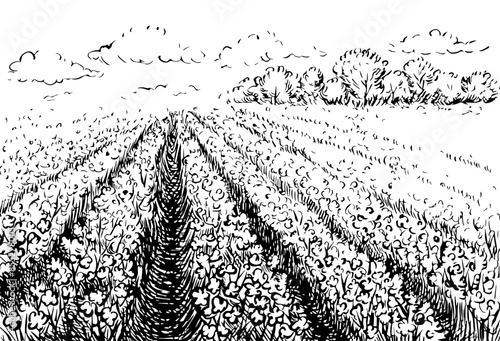 Cotton field. Black and white, detailed, graphic, vector illustration in the form of an agricultural cotton field. Landscape with an agricultural field. Isolate, hand-drawn on a white background.