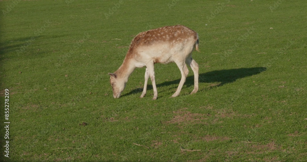 Sika deer eats grass in a meadow surrounded by a fence at the zoo. A beautiful deer grazes peacefully on a green meadow on a sunny day. Deer eats grass in the meadow. Sika deer eats grass in a meadow surrounded by a fence at the zoo. A beautiful deer grazes peacefully on a green meadow on a sunny day. Deer eats grass in the meadow.