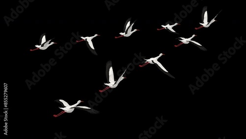 Wedge Flock of 9 White Stork Birds - Flying Loop - Back Angle CU - Alpha Channel - 4K - Realistic naturalistic Ultra HD 3D animation isolated on transparent background 
