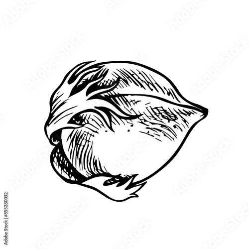 The cotton is organic. Unripe, unopened cotton. Black and white, graphic, vector illustration in the form of a cotton box, emphasizing botanical features. Isolate, hand-drawn on a white background.