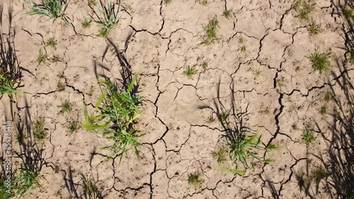 Very drought dry field land with grain  leaves, drying up the soil cracked, climate change, environmental disaster and earth cracks, death for plants and animals, soil degradation, desertification