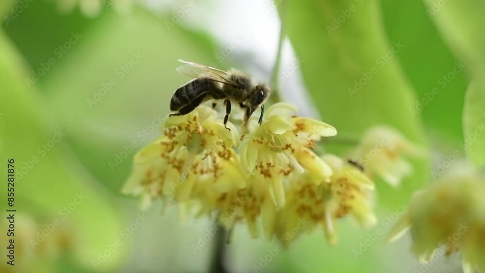 bee on a yellow flower bee on a yellow flower