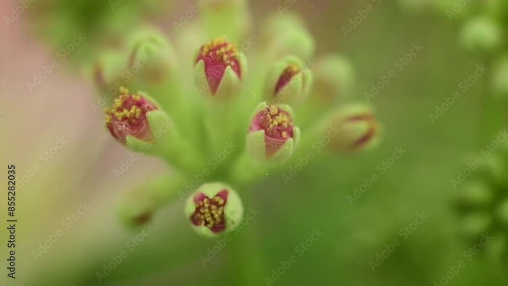 red and green plant blossoming red and green plant blossoming