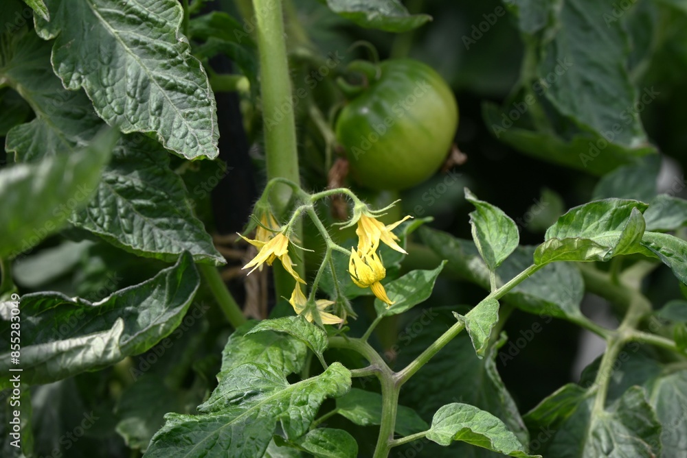 Fototapeta premium Tomato cultivation in a vegetable garden. Tomatoes can be harvested about 50 days after they flower.
