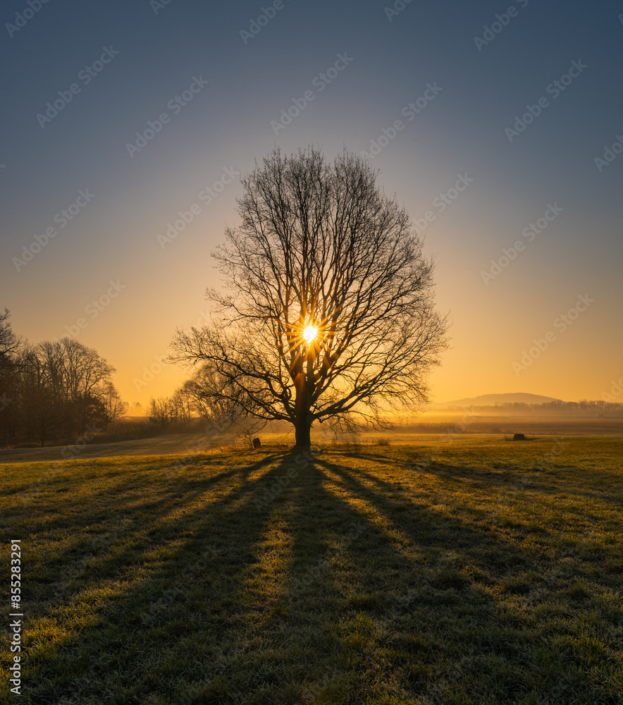 Single tree against the sun during sunrise golden hour with glow and fog