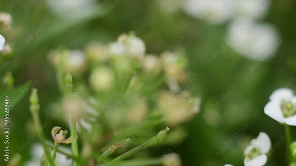 grass with dew drops grass with dew drops