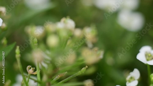 grass with dew drops
