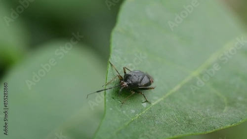 a black bug on a green leaf