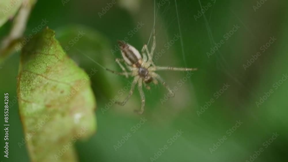 Close up shot of a spider from above Close up shot of a spider from above