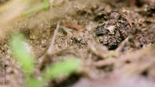 Ant on the dry ground