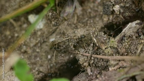Ant looking for its colony