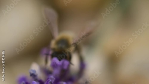 bee on a flower