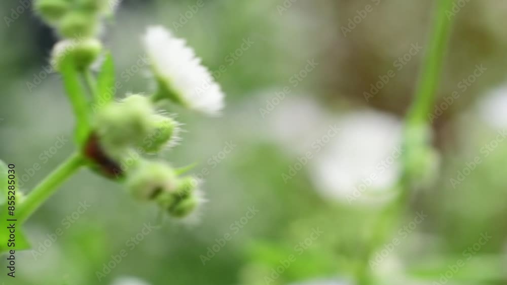 Close up of white and yellow flower Close up of white and yellow flower