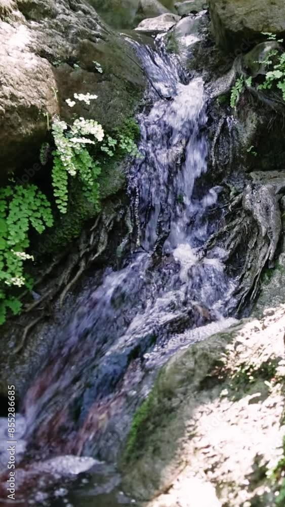 A soothing video of a tranquil forest stream flowing over rocks in the summer sunlight A soothing video of a tranquil forest stream flowing over rocks in the summer sunlight