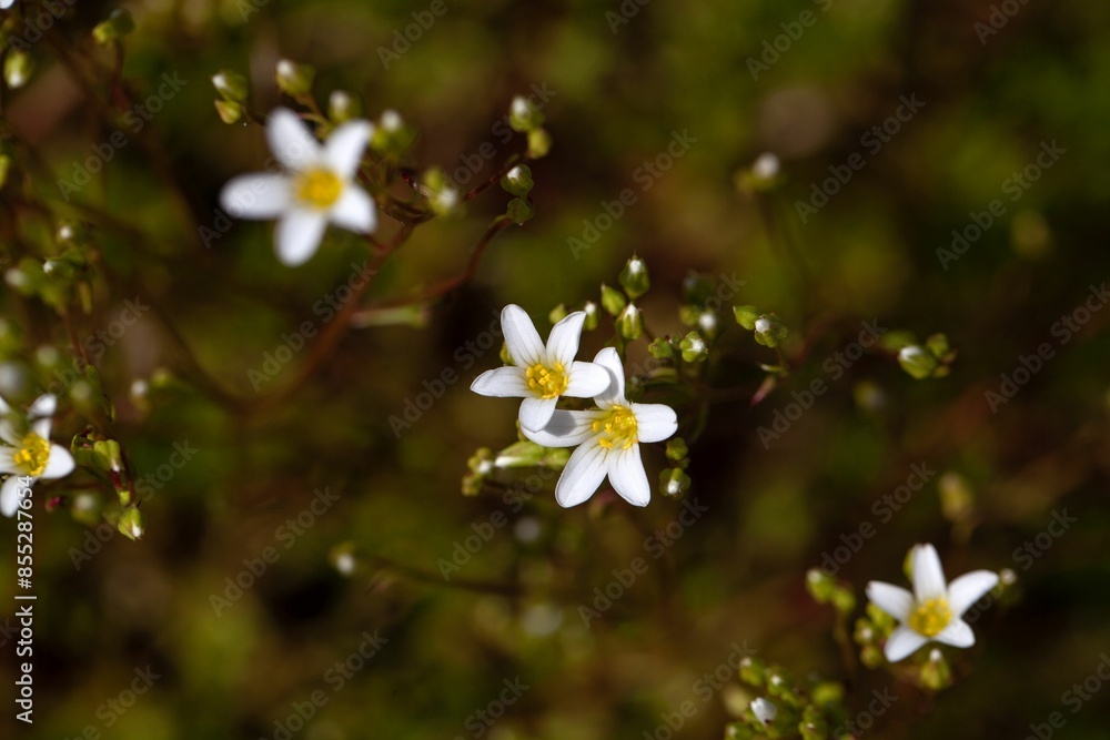 Blossoms of the rockfoil Saxifraga trifurcata Blossoms of the rockfoil Saxifraga trifurcata
