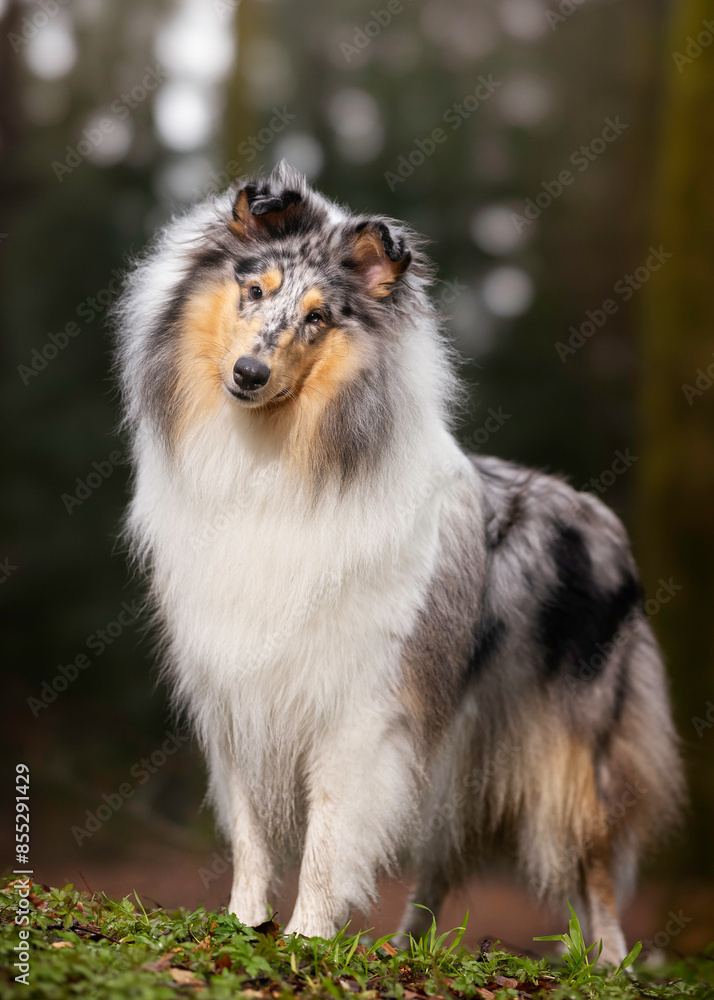 Collie Collie