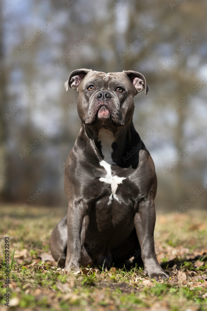 american staffordshire terrier