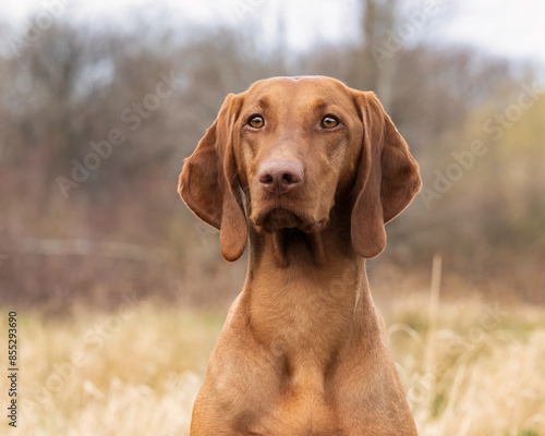 Fotografia vizsla dog portrait