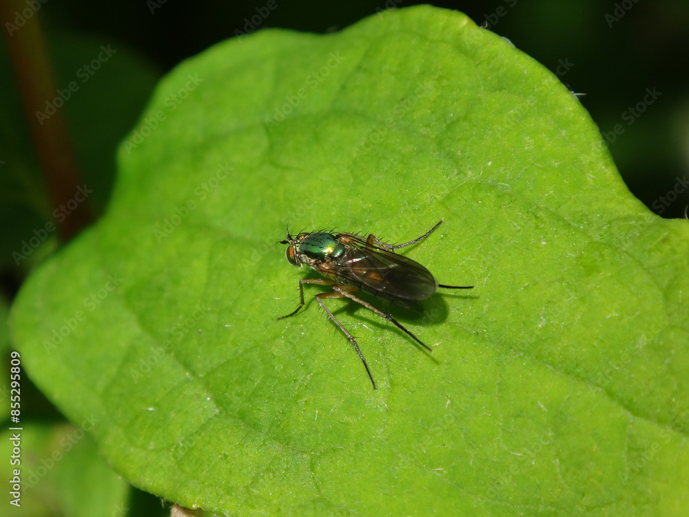 Semaphore fly (Poecilobothrus nobilitatus), female sitting on a green leaf Semaphore fly (Poecilobothrus nobilitatus), female sitting on a green leaf
