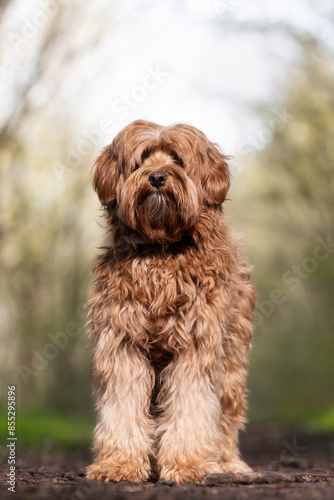 Wallpaper Mural Goldendoodle Torontodigital.ca
