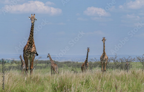 Photography Many giraffe in a group in the grasslands, Kenya