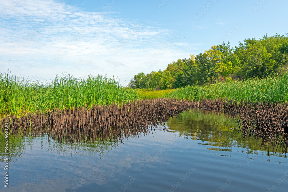 Obraz premium Reeds Taking Over the Shore of a Lake