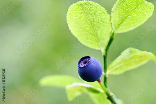 Single Blueberry on Branch against a vibrant green background. photo