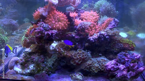 A marine aquarium full of exotic corals and fish. Banggai cardinal fish, powder blue tang, anemone, clown fish and mandarin fish swimming in live environment full of colors.