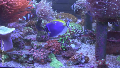 A marine aquarium full of exotic corals and fish. Banggai cardinal fish, powder blue tang, anemone, clown fish and mandarin fish swimming in live environment full of colors.
