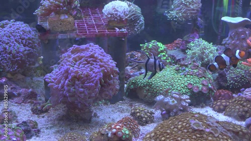 A marine aquarium full of exotic corals and fish. Banggai cardinal fish, powder blue tang, anemone, clown fish and mandarin fish swimming in live environment full of colors.