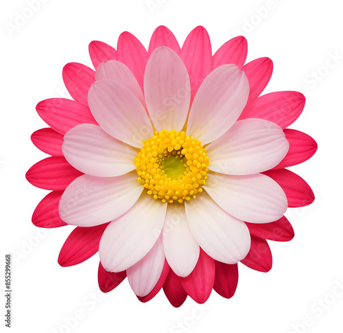 pink, red flower isolated on transparent background, extracted, png file