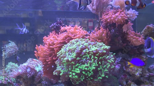 A marine aquarium full of exotic corals and fish. Banggai cardinal fish, powder blue tang, anemone, clown fish and mandarin fish swimming in live environment full of colors.
