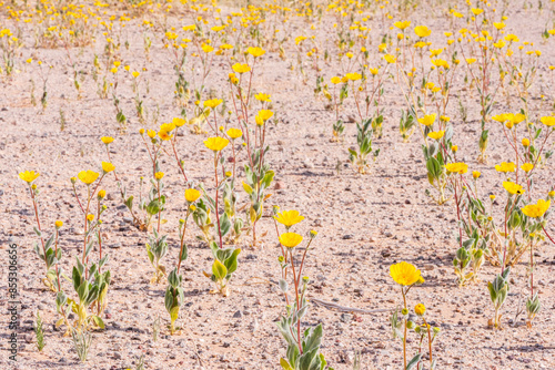 Carpet of Brittlebush 