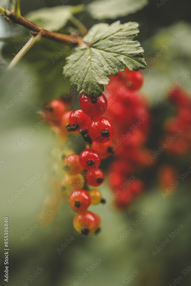 Redcurrant (Ribes rubrum) fruits on a bush in the garden during summer Redcurrant (Ribes rubrum) fruits on a bush in the garden during summer