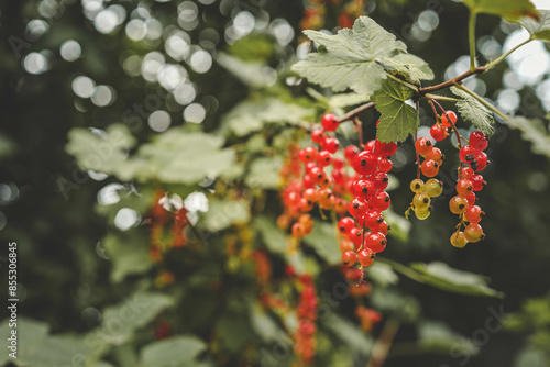 Fototapeta Naklejka Na Ścianę i Meble -  Redcurrant (Ribes rubrum) fruits on a bush in the garden during summer