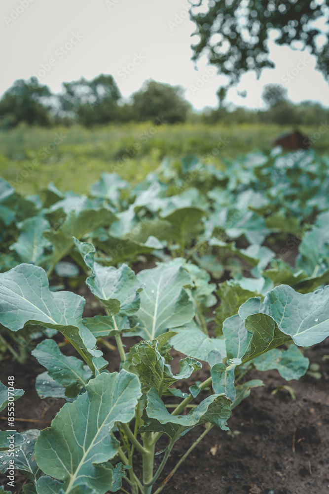 Ridge planting with green seedling of cabbage. Young cabbage growing in gardening Ridge planting with green seedling of cabbage. Young cabbage growing in gardening