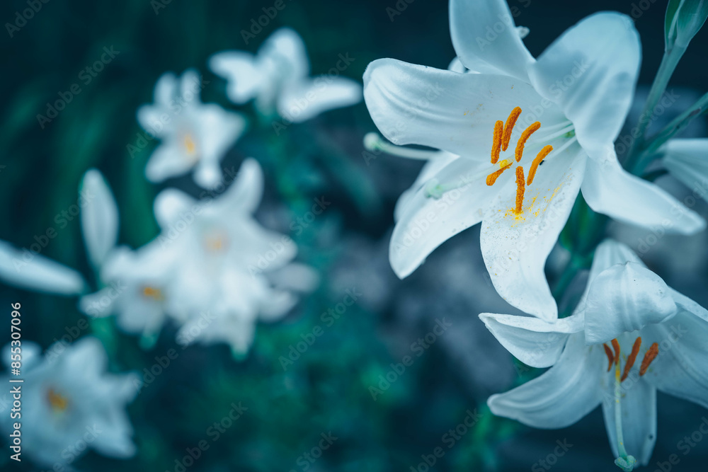 White lily close-up, background, beautiful picture White lily close-up, background, beautiful picture