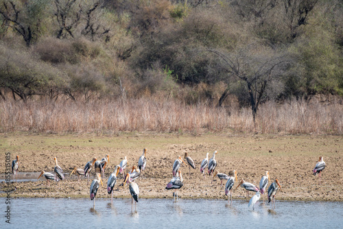 A group of birds is perched along the edge of a lake, Sariska Tiger Resort, India photo