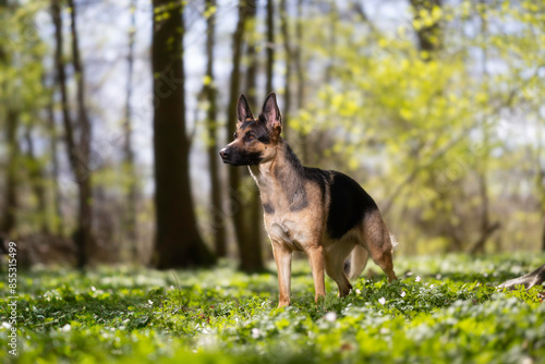 german shepheard