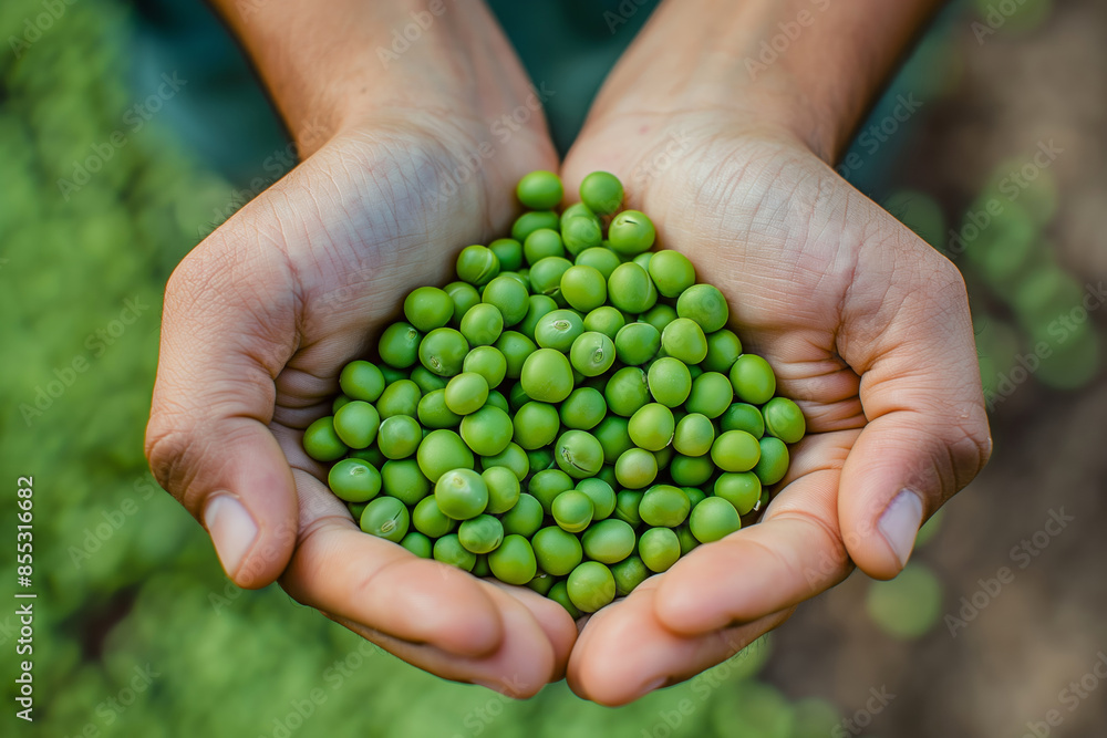 A close-up photograph depicts an individual harvesting fresh green peas in a garden, reflecting the delight of freshly picked produce. A close-up photograph depicts an individual harvesting fresh green peas in a garden, reflecting the delight of freshly picked produce.